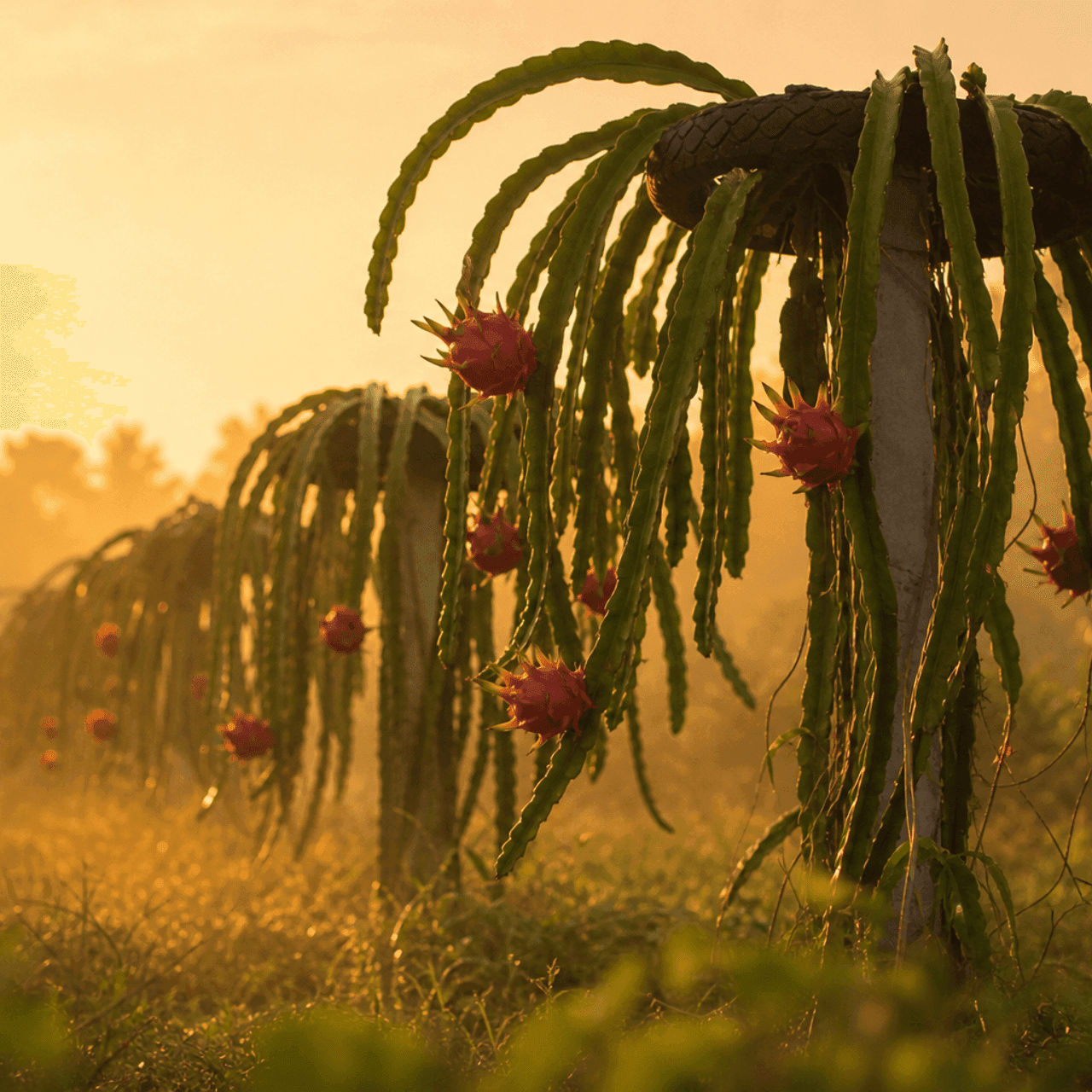 Dragon fruit trellises at sunrise