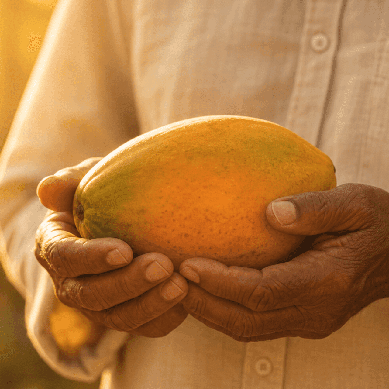 Hands holding fresh papaya